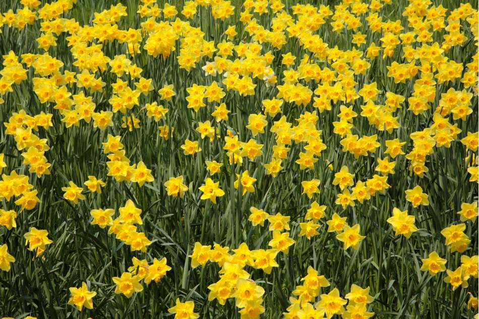 Narciss ‘Sweetness’